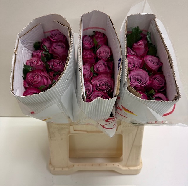 Rosa gr deep purple SB.jpg
